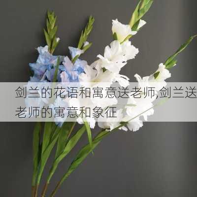 剑兰的花语和寓意送老师,剑兰送老师的寓意和象征