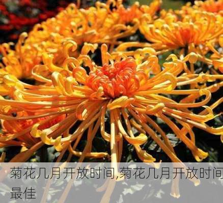 菊花几月开放时间,菊花几月开放时间最佳