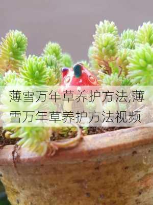 薄雪万年草养护方法,薄雪万年草养护方法视频