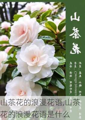 山茶花的浪漫花语,山茶花的浪漫花语是什么