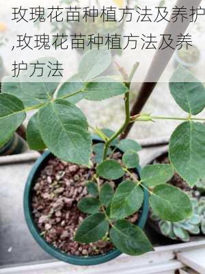 玫瑰花苗种植方法及养护,玫瑰花苗种植方法及养护方法