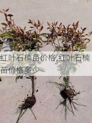 红叶石楠苗价格,红叶石楠苗价格多少