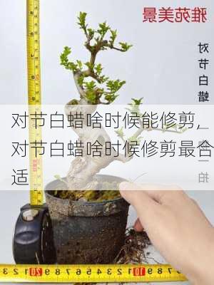 对节白蜡啥时候能修剪,对节白蜡啥时候修剪最合适