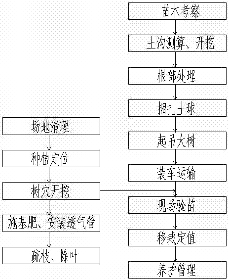 树木移栽施工方案范本,大树移植的5个步骤