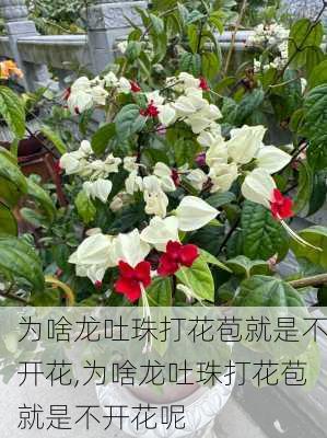 为啥龙吐珠打花苞就是不开花,为啥龙吐珠打花苞就是不开花呢