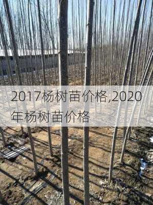 2017杨树苗价格,2020年杨树苗价格