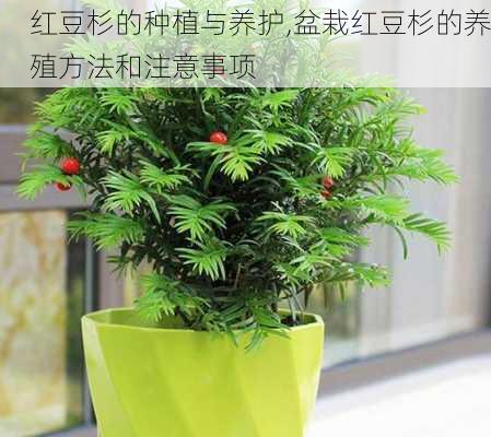 红豆杉的种植与养护,盆栽红豆杉的养殖方法和注意事项