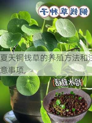 夏天铜钱草的养殖方法和注意事项,