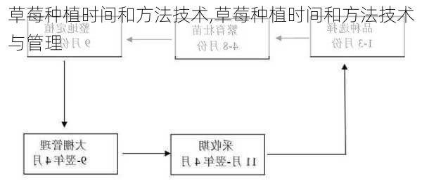 草莓种植时间和方法技术,草莓种植时间和方法技术与管理