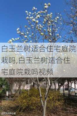 白玉兰树适合住宅庭院栽吗,白玉兰树适合住宅庭院栽吗视频