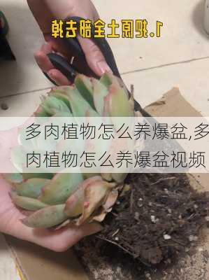 多肉植物怎么养爆盆,多肉植物怎么养爆盆视频