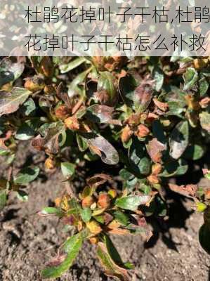 杜鹃花掉叶子干枯,杜鹃花掉叶子干枯怎么补救