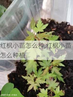 红枫小苗怎么种,红枫小苗怎么种植