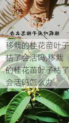 移栽的桂花苗叶子枯了会活吗,移栽的桂花苗叶子枯了会活吗怎么办