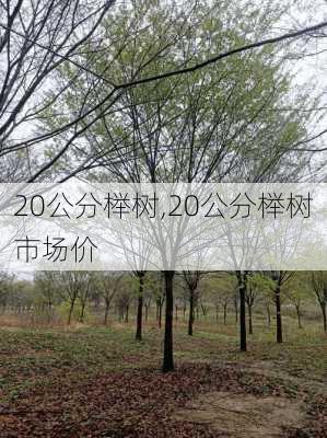 20公分榉树,20公分榉树市场价