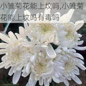 小雏菊花能上坟吗,小雏菊花能上坟吗有毒吗