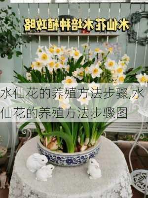 水仙花的养殖方法步骤,水仙花的养殖方法步骤图