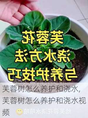 芙蓉树怎么养护和浇水,芙蓉树怎么养护和浇水视频