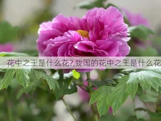 花中之王是什么花?,我国的花中之王是什么花