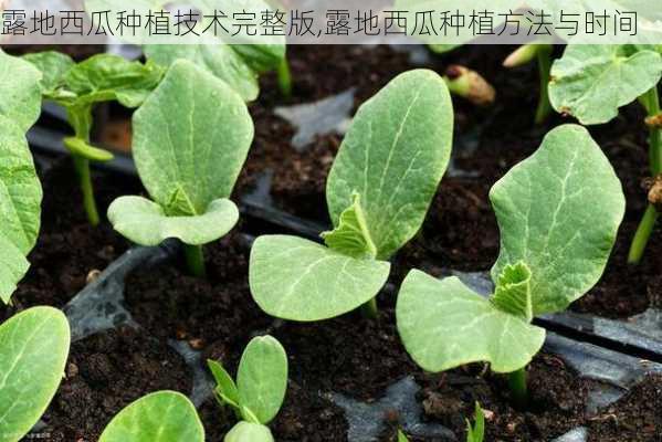 露地西瓜种植技术完整版,露地西瓜种植方法与时间