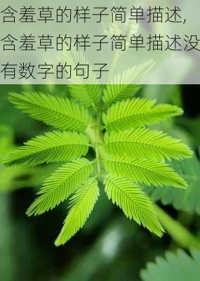 含羞草的样子简单描述,含羞草的样子简单描述没有数字的句子