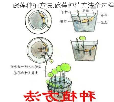 碗莲种植方法,碗莲种植方法全过程