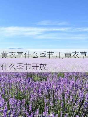 薰衣草什么季节开,薰衣草什么季节开放