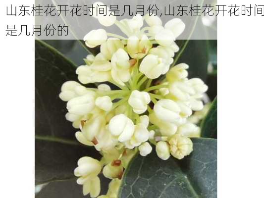 山东桂花开花时间是几月份,山东桂花开花时间是几月份的