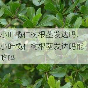 小叶榄仁树根茎发达吗,小叶榄仁树根茎发达吗能吃吗