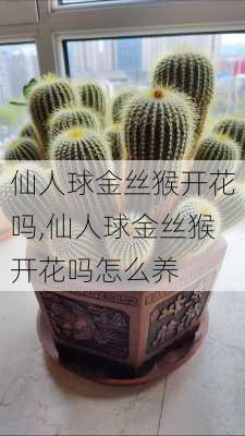 仙人球金丝猴开花吗,仙人球金丝猴开花吗怎么养