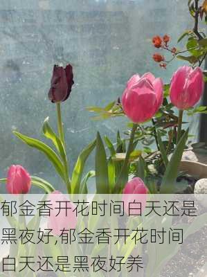 郁金香开花时间白天还是黑夜好,郁金香开花时间白天还是黑夜好养