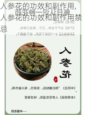 人参花的功效和副作用,人参花的功效和副作用禁忌