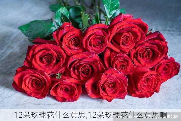 12朵玫瑰花什么意思,12朵玫瑰花什么意思啊