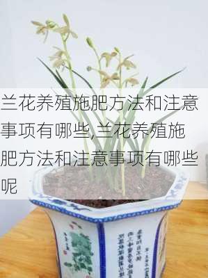 兰花养殖施肥方法和注意事项有哪些,兰花养殖施肥方法和注意事项有哪些呢