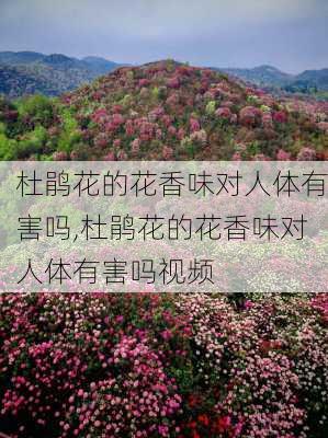 杜鹃花的花香味对人体有害吗,杜鹃花的花香味对人体有害吗视频