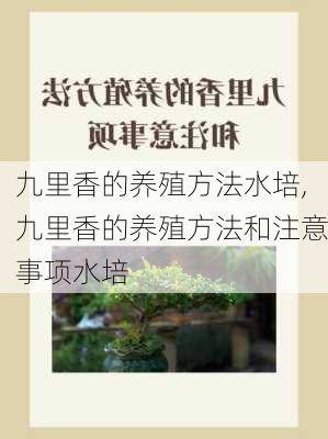 九里香的养殖方法水培,九里香的养殖方法和注意事项水培