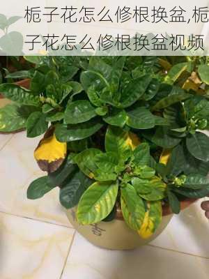 栀子花怎么修根换盆,栀子花怎么修根换盆视频