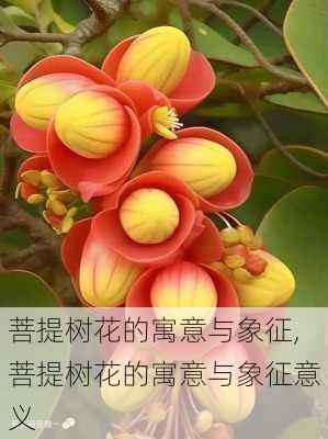 菩提树花的寓意与象征,菩提树花的寓意与象征意义