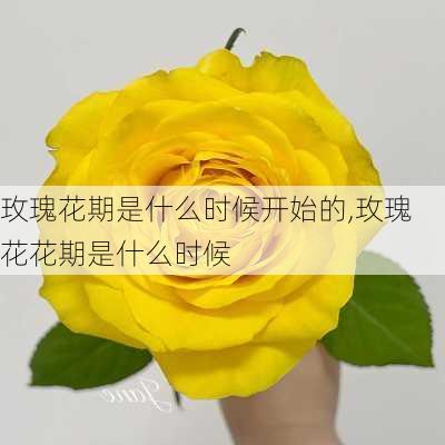 玫瑰花期是什么时候开始的,玫瑰花花期是什么时候