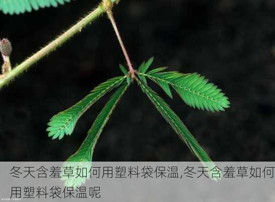 冬天含羞草如何用塑料袋保温,冬天含羞草如何用塑料袋保温呢