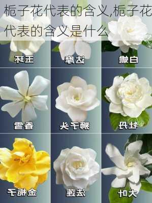 栀子花代表的含义,栀子花代表的含义是什么