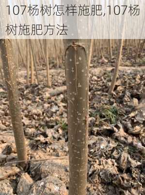 107杨树怎样施肥,107杨树施肥方法