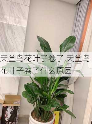 天堂鸟花叶子卷了,天堂鸟花叶子卷了什么原因