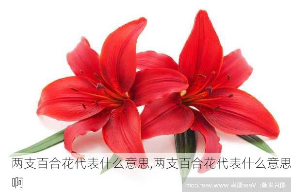 两支百合花代表什么意思,两支百合花代表什么意思啊