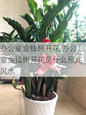 办公室金钱树开花,办公室金钱树开花是什么预兆风水