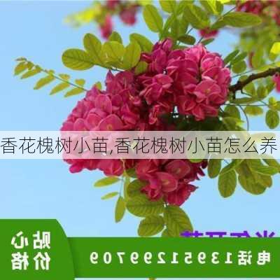 香花槐树小苗,香花槐树小苗怎么养