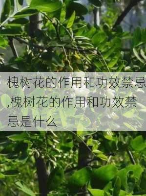 槐树花的作用和功效禁忌,槐树花的作用和功效禁忌是什么