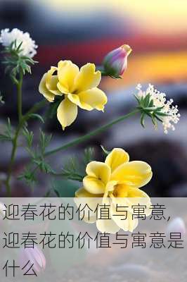 迎春花的价值与寓意,迎春花的价值与寓意是什么