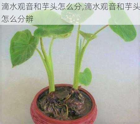 滴水观音和芋头怎么分,滴水观音和芋头怎么分辨