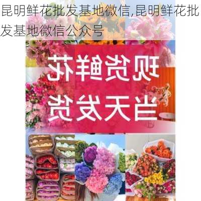 昆明鲜花批发基地微信,昆明鲜花批发基地微信公众号